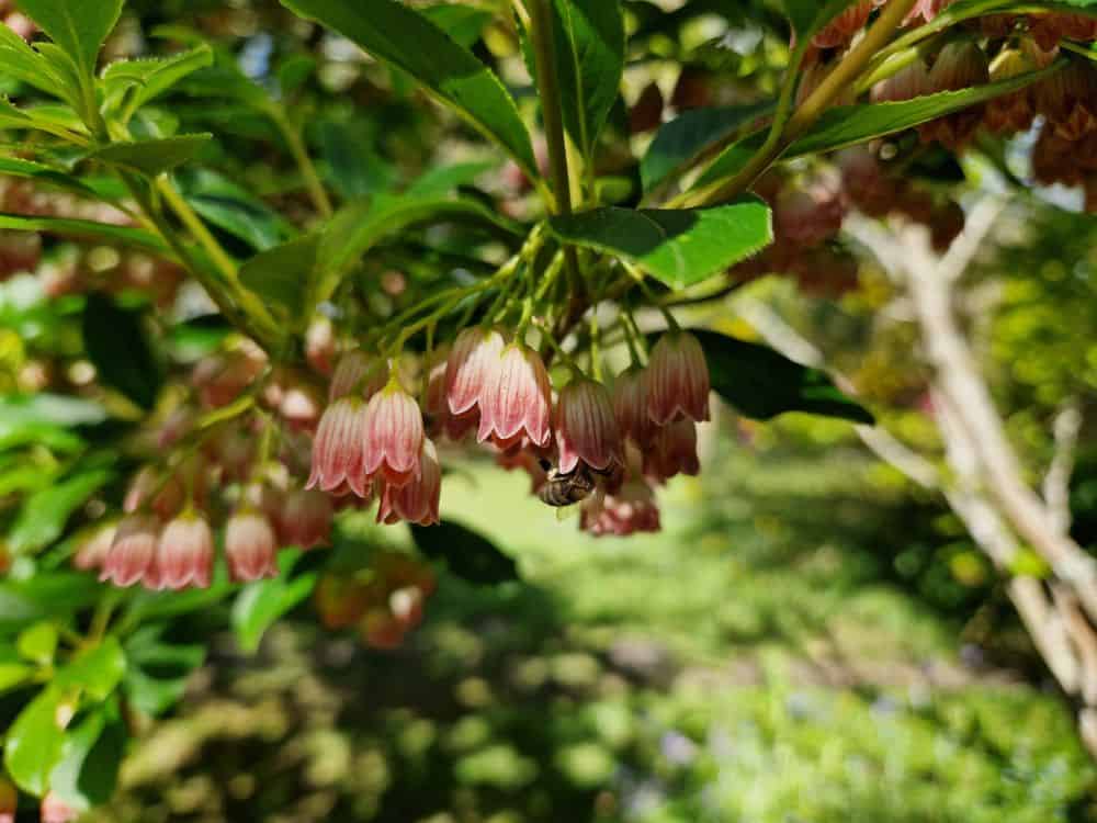 Enkianthus Campanulatus Small trumpet like white flowers of Osmanthus against dark green leaves.