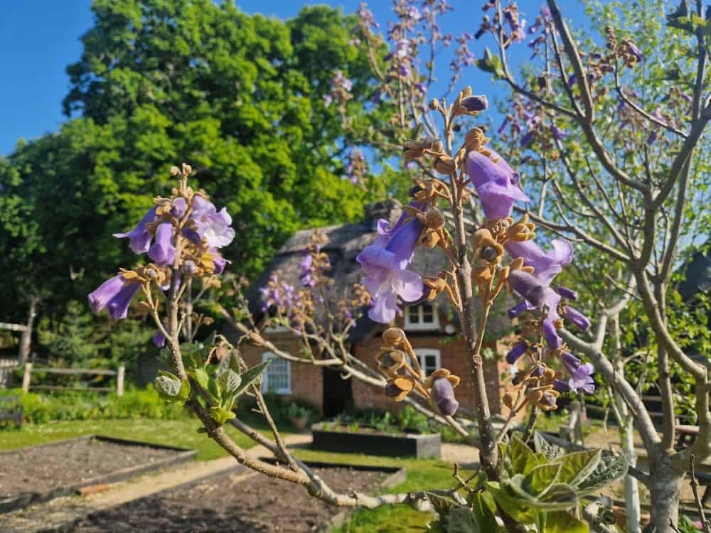 Paulownia Bright pink flowers growing out of the trunk of Judas tree