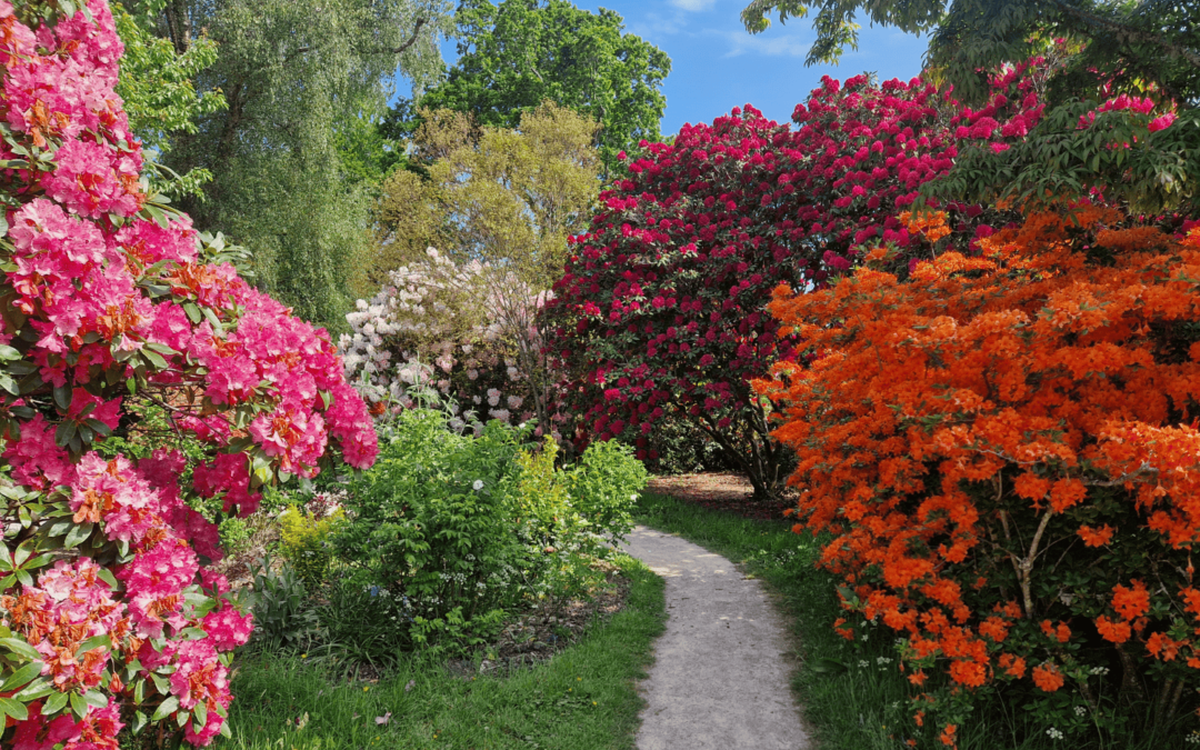 Gardening tips and advice for May