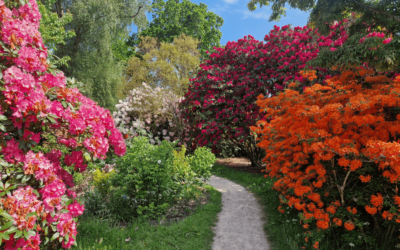 Gardening tips and advice for May