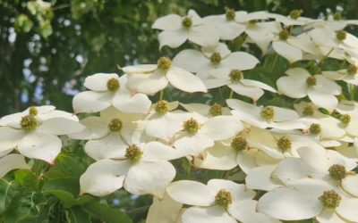 What to see in June