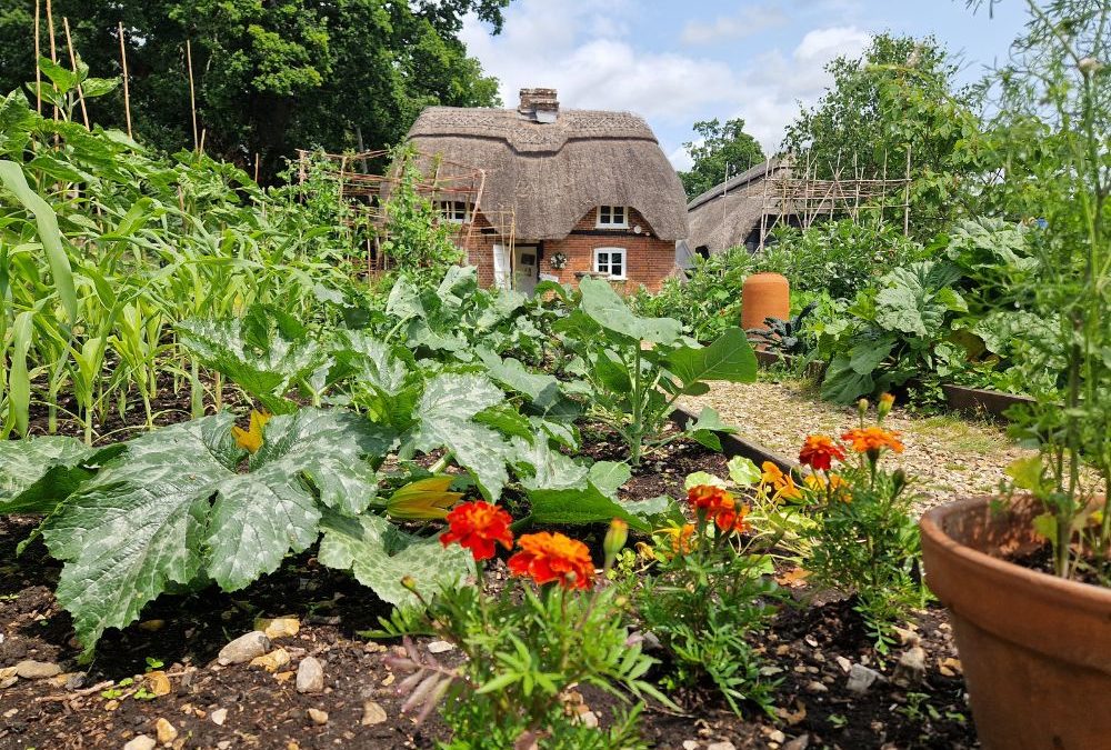 Gardening tips and advice for July