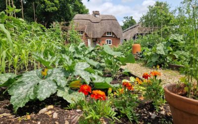 Gardening tips and advice for July