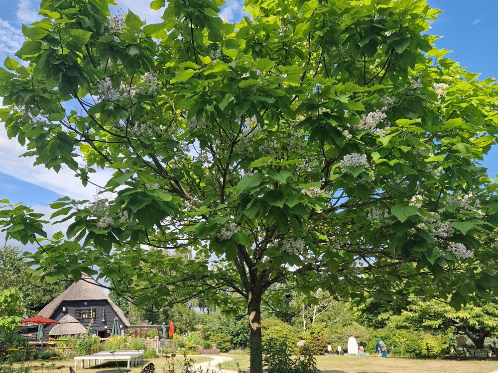 Small trumpet like white flowers of Osmanthus against dark green leaves.