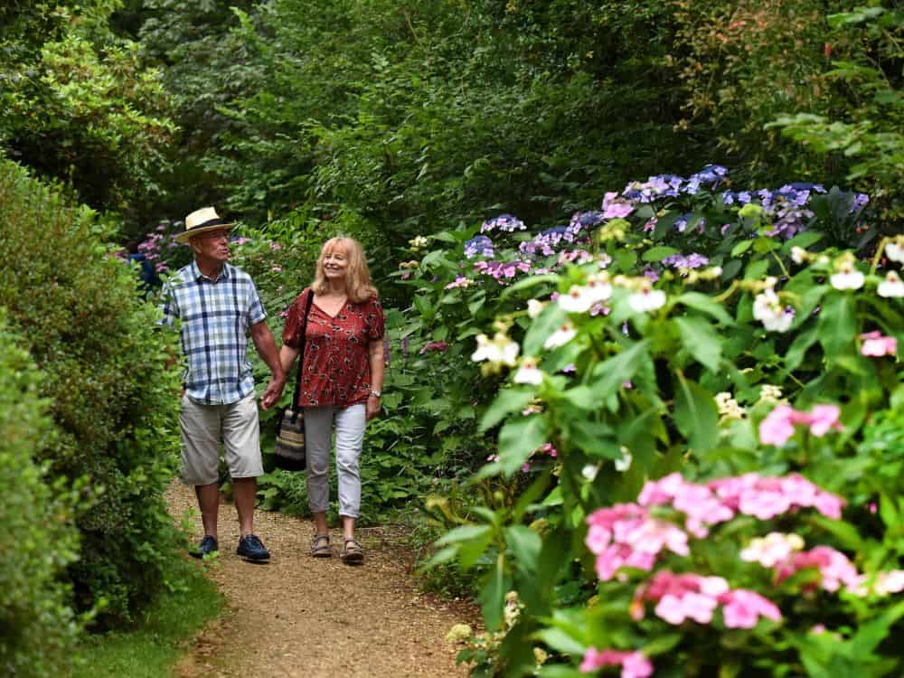 Freshly pruned stalk of a Mophead Hydrangea plant.