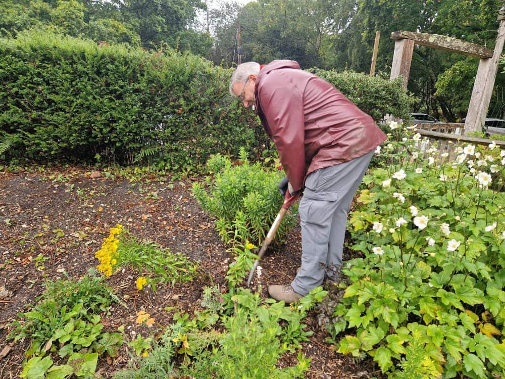 Digging up the cottage garden border Large pale pink flowers of Rhododendron Irrorata