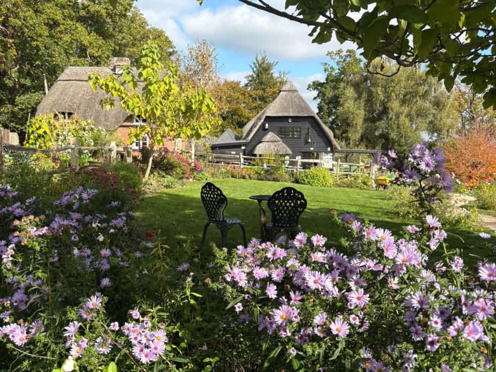 An autumn day at Furzey Pale lilac winter heather starting to flower at Furzey Gardens