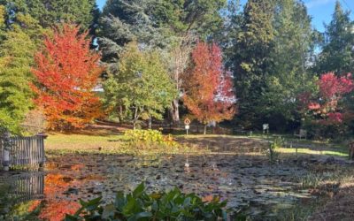 Gardening tips and advice for October