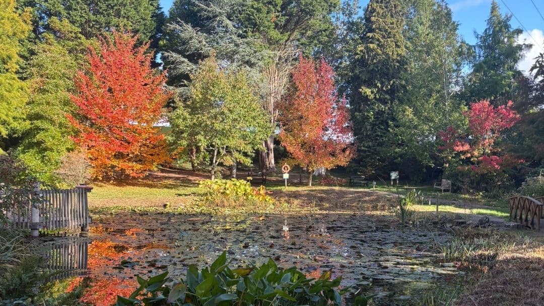 Gardening tips and advice for October