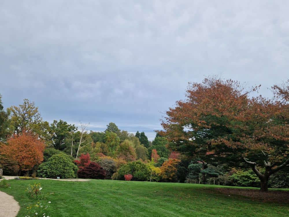 Autumn tree line at Furzey Gardens Large pale pink flowers of Rhododendron Irrorata