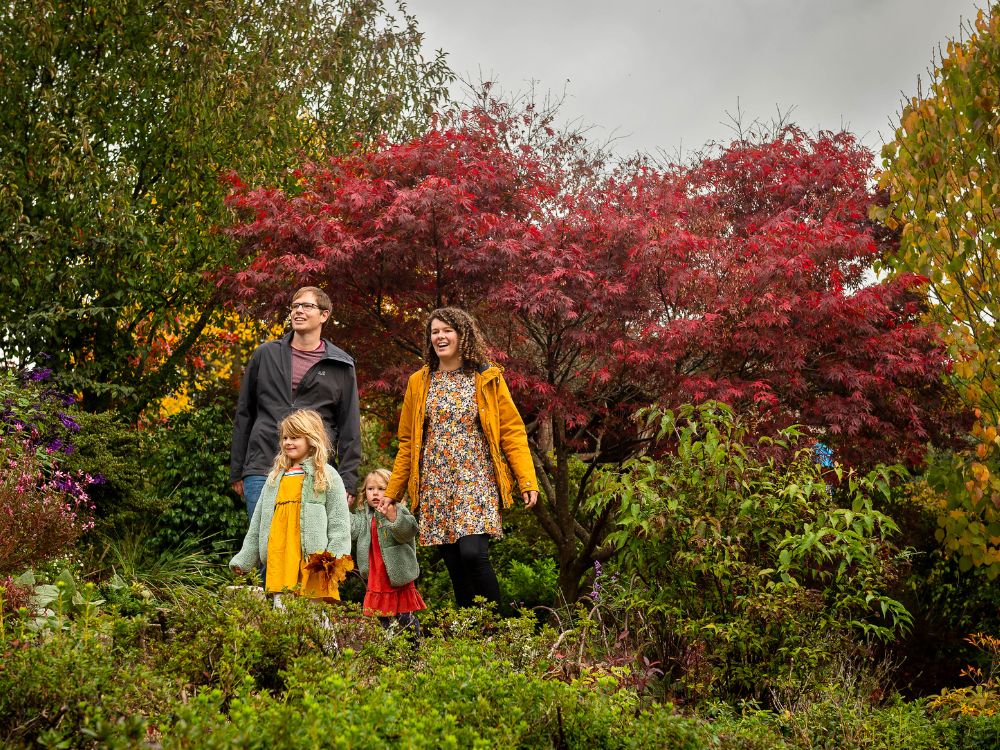 Family walk through autumn gardens with acer palmatum 'Bloodgood' in background