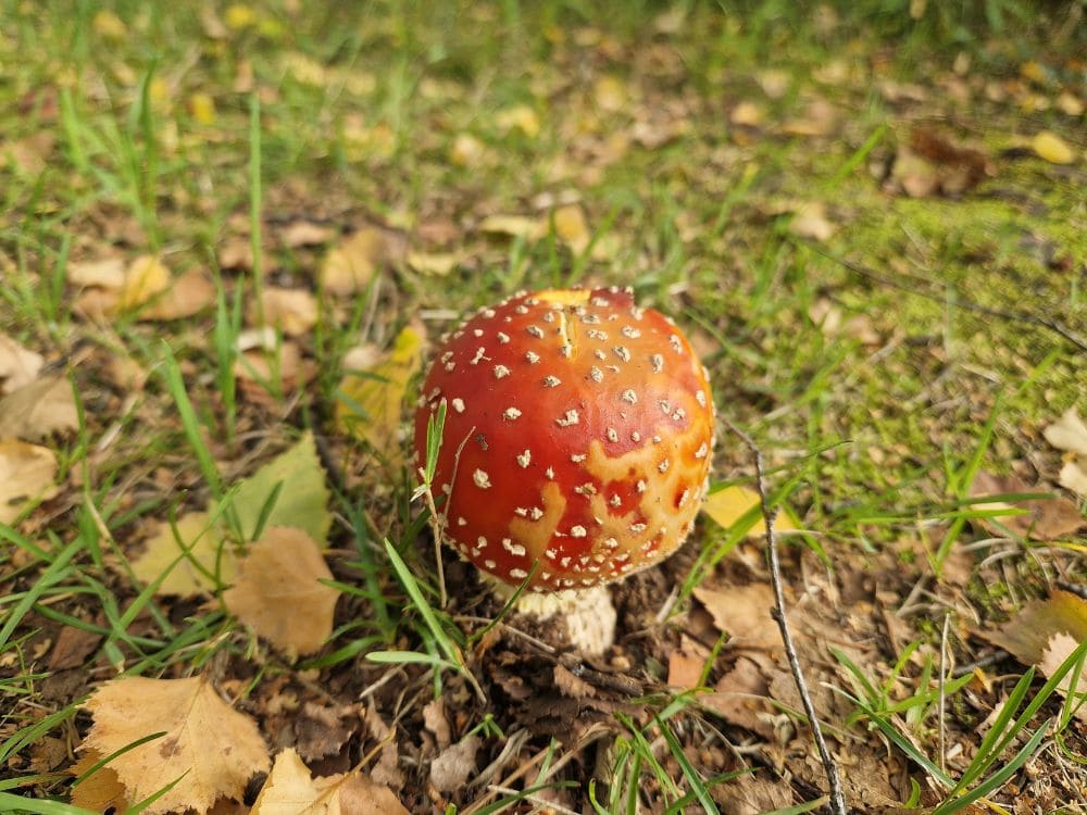 Fly agaric mushroom