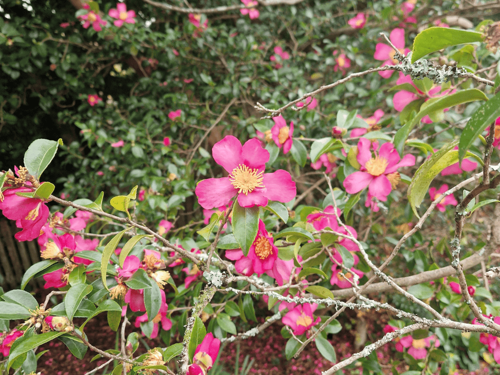 Large pale pink flowers of Rhododendron Irrorata