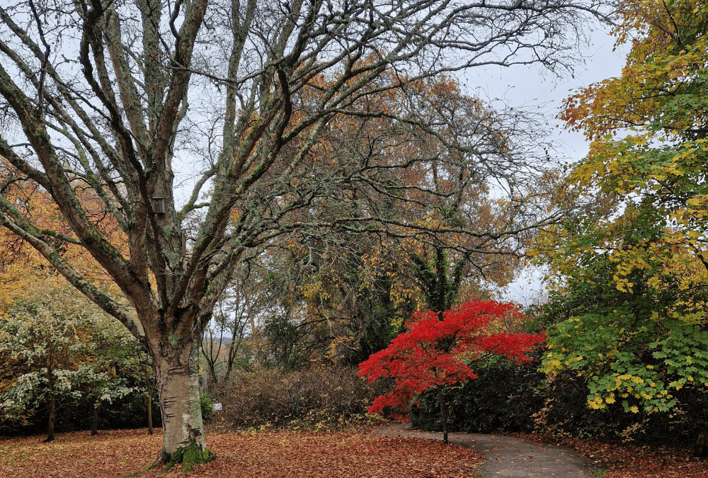 Gardening tips and advice for November