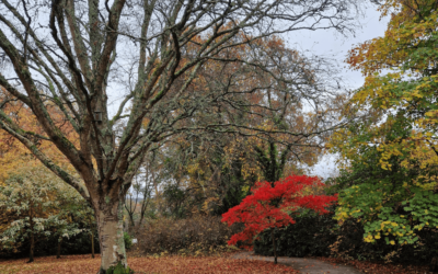 Gardening tips and advice for November