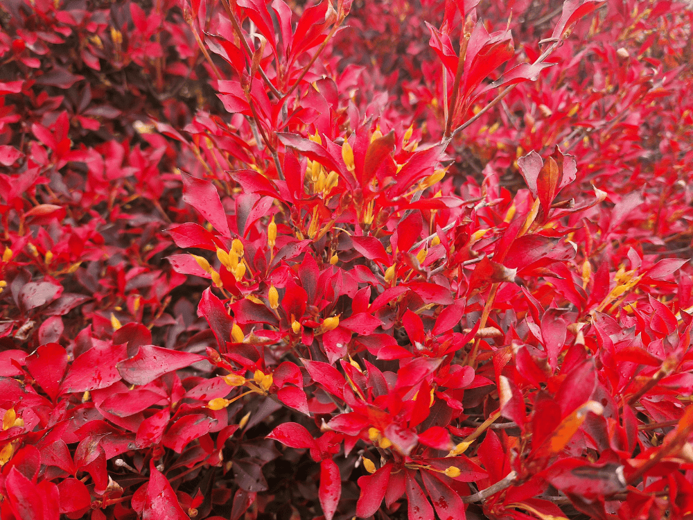 Brilliant red leaves of Enkianthus perulatus