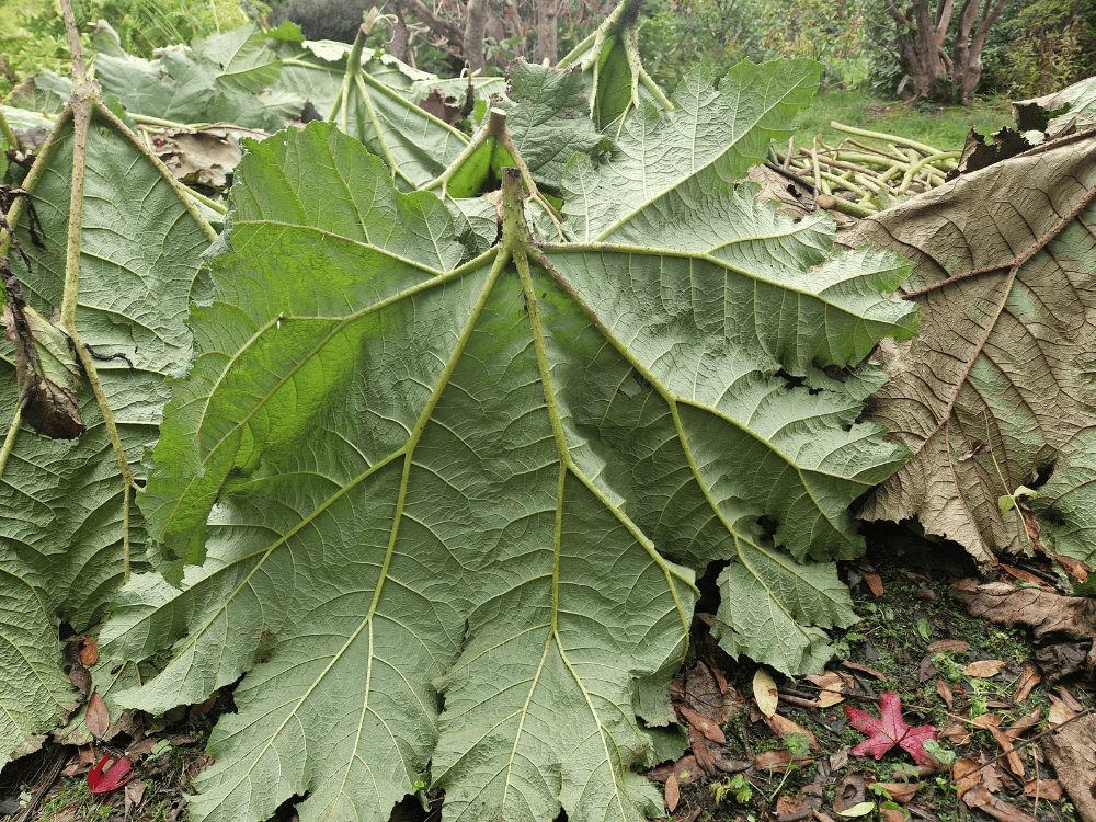 Pale lilac winter heather starting to flower at Furzey Gardens