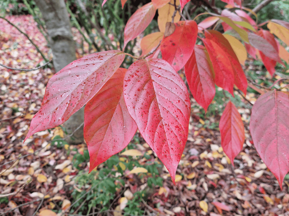 Pale lilac winter heather starting to flower at Furzey Gardens