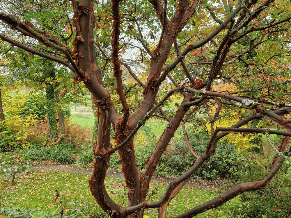Large pale pink flowers of Rhododendron Irrorata