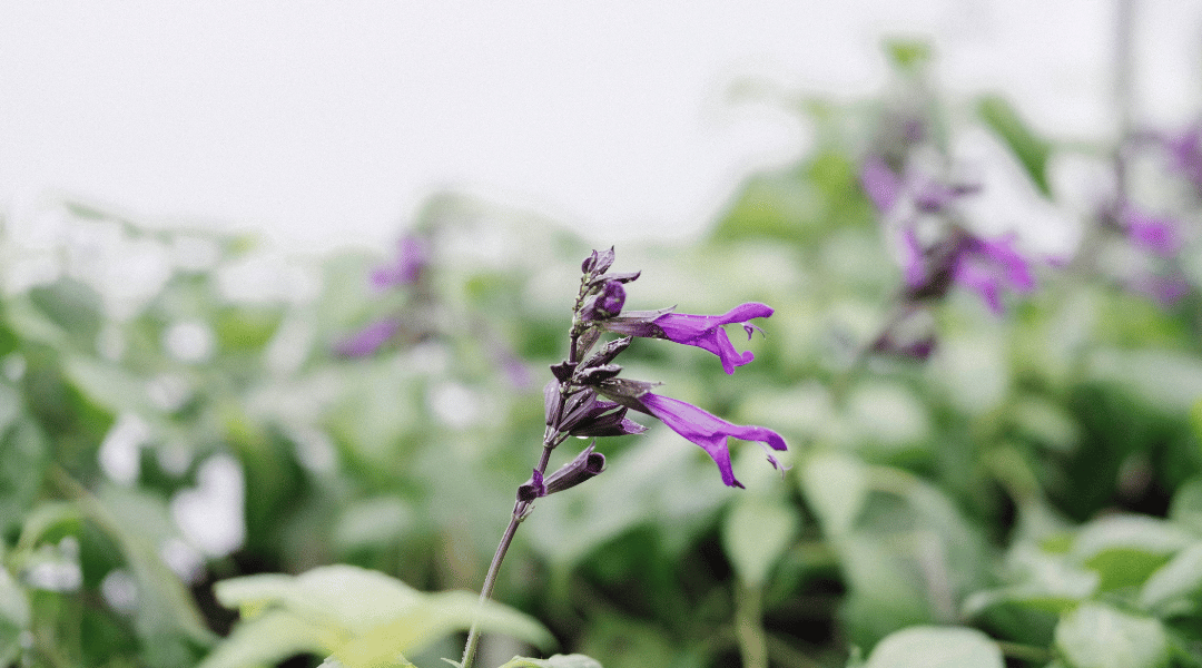 Rhys: Growing more diverse plants