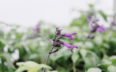 Rhys: Growing more diverse plants