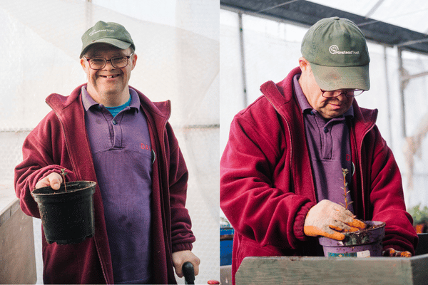 Pale lilac winter heather starting to flower at Furzey Gardens