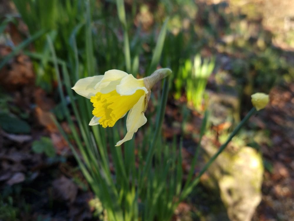 Young man with learning disabilities who is an assistant gardener at Furzey Gardens. Stood in front of a red leaved bush
