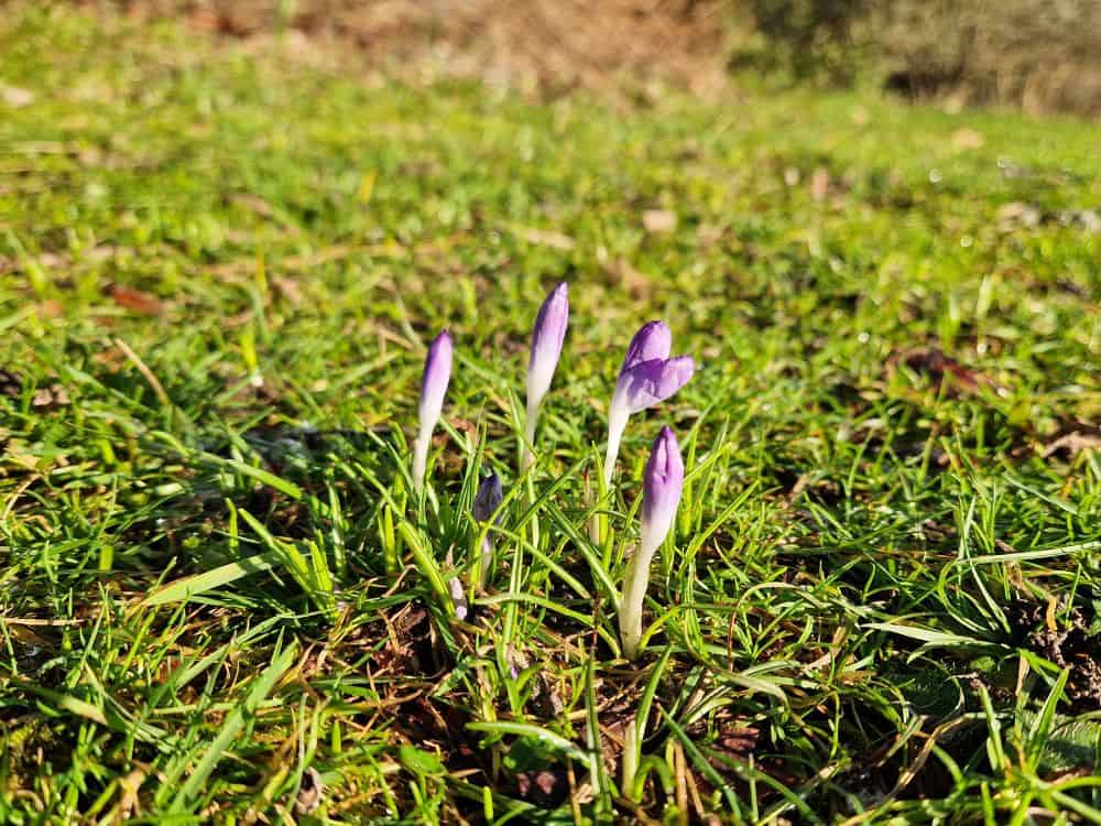 Large pale pink flowers of Rhododendron Irrorata