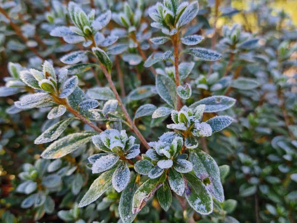 Brilliant red leaves of Enkianthus perulatus