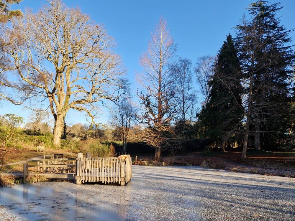 Pale lilac winter heather starting to flower at Furzey Gardens