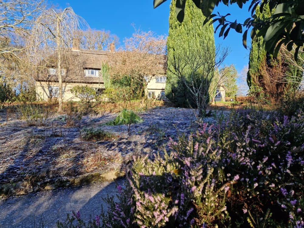 Large pale pink flowers of Rhododendron Irrorata