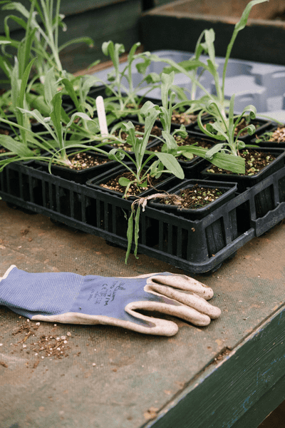 Pale lilac winter heather starting to flower at Furzey Gardens