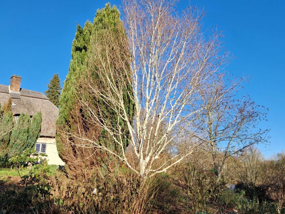 Pale lilac winter heather starting to flower at Furzey Gardens
