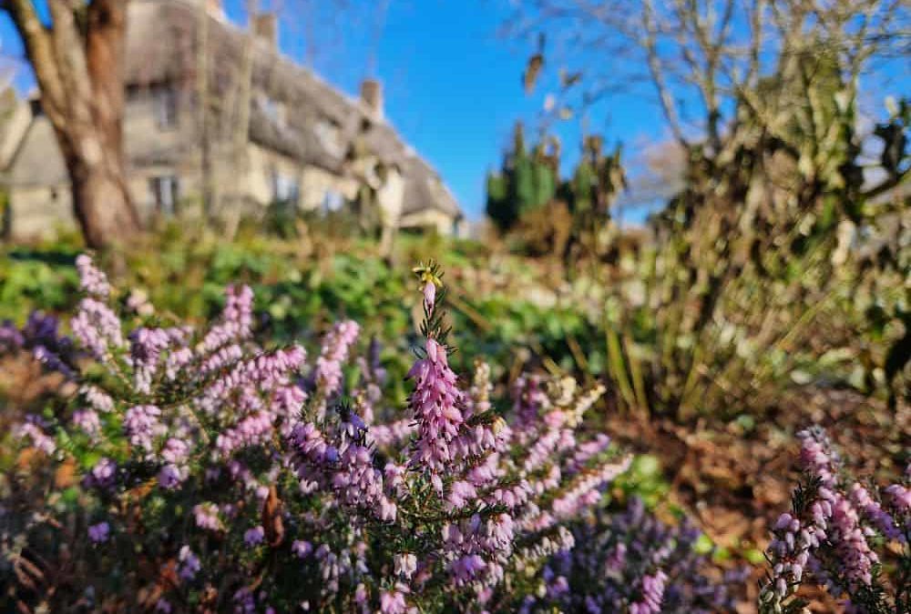 Gardening tips and advice for January