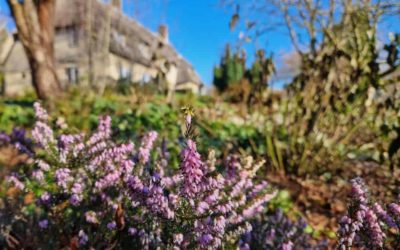 Gardening tips and advice for January