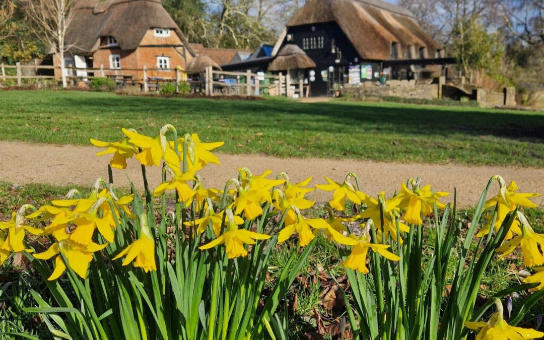 Gardening tips and advice for February