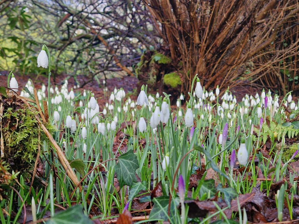 Delicate white flowers of snowdrops