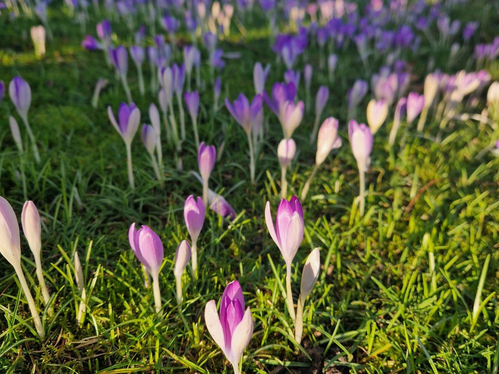 Bright pink flowers of azaleas with a red acer tree and large green leafed tree in the background 