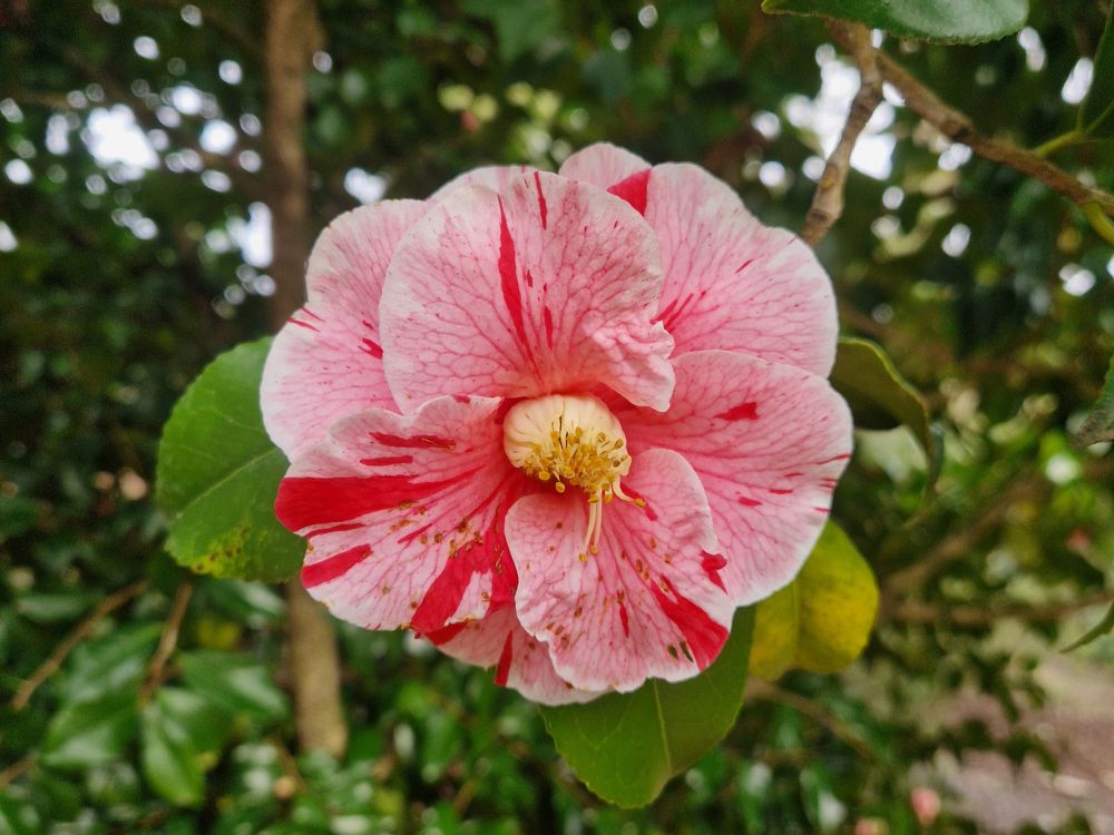Pale lilac winter heather starting to flower at Furzey Gardens
