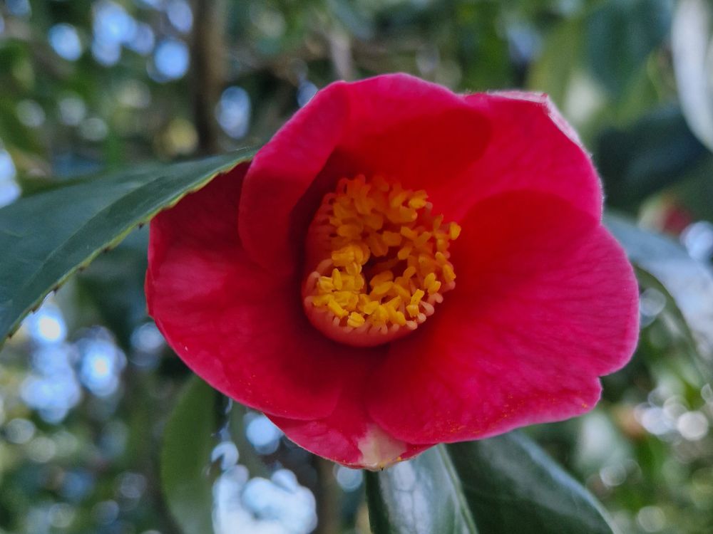 Large pale pink flowers of Rhododendron Irrorata