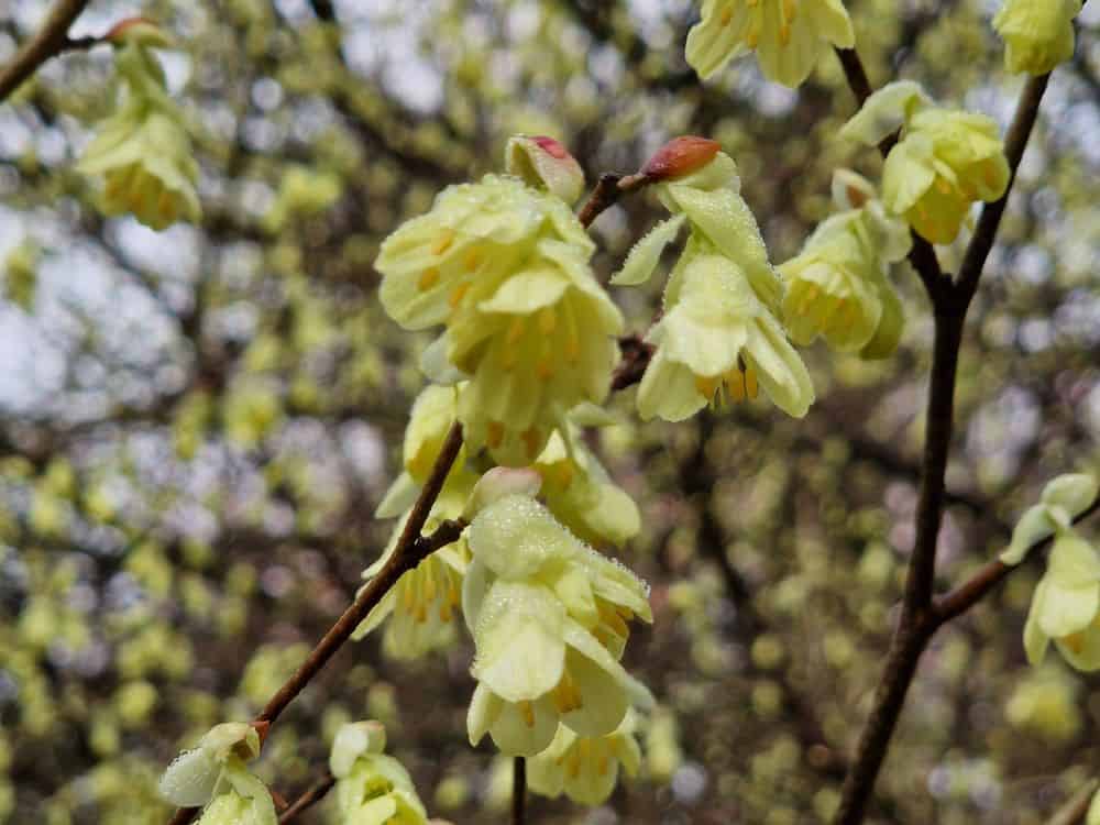 Yellow bell like flowers of the corylopsis plant.