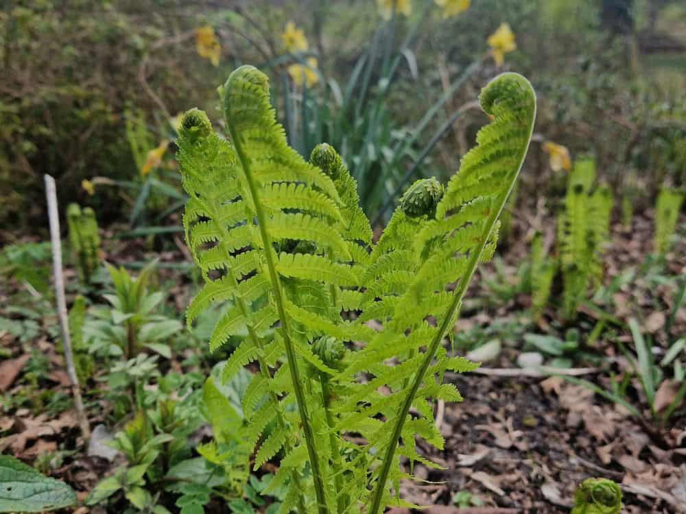 Pale lilac winter heather starting to flower at Furzey Gardens