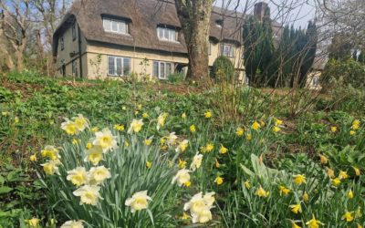 Gardening tips and advice for March