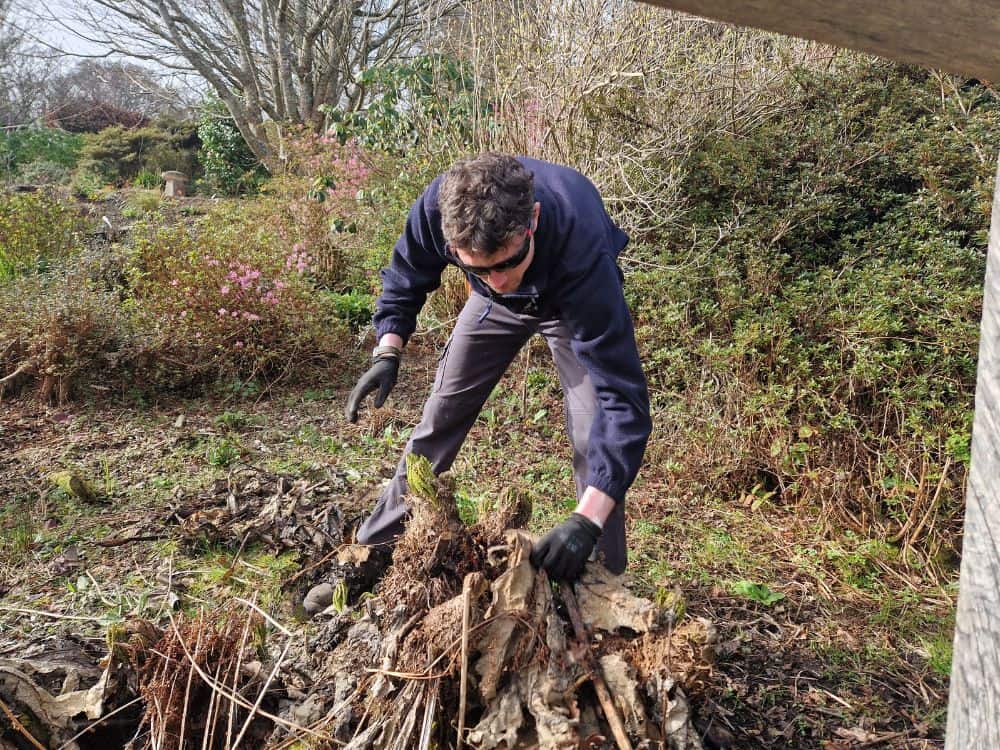 Young gardener, bending down to remove the dried leaves covering new growth of Gunnera plants