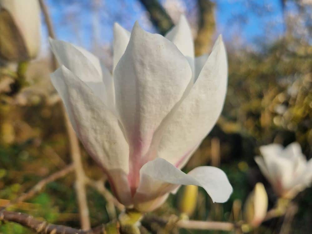 Pale lilac winter heather starting to flower at Furzey Gardens