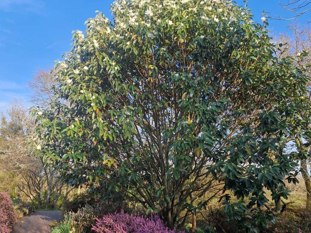Delicate white flowers of snowdrops