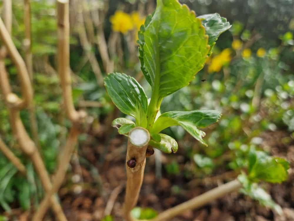 Freshly pruned stalk of a Mophead Hydrangea plant.