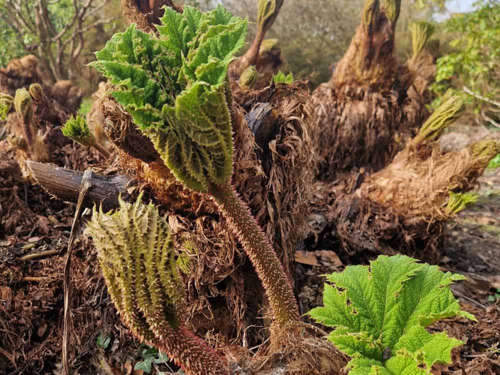 Large pale pink flowers of Rhododendron Irrorata