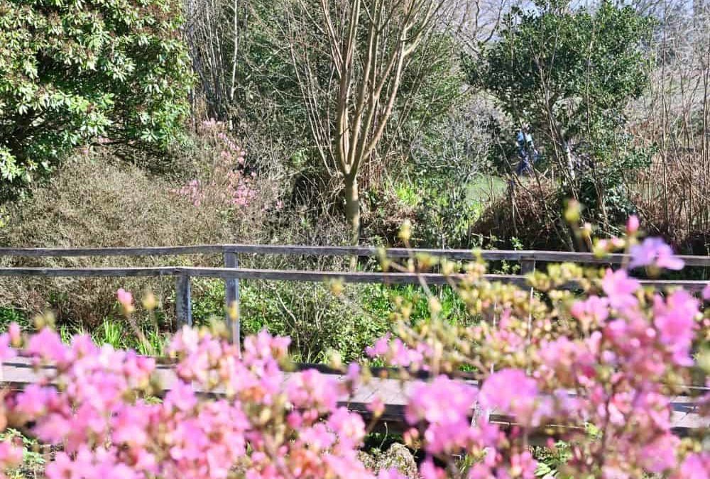 April’s garden highlights