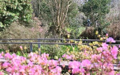 April’s garden highlights